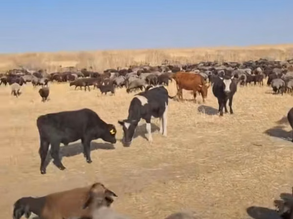 Ram, Sheep — Kazakhstan