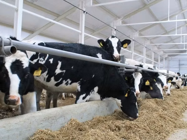 Tyre, Russian Black pied cattle