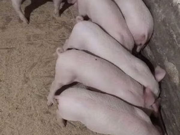 Pigs (batch, sex not specified),  — Kazakhstan