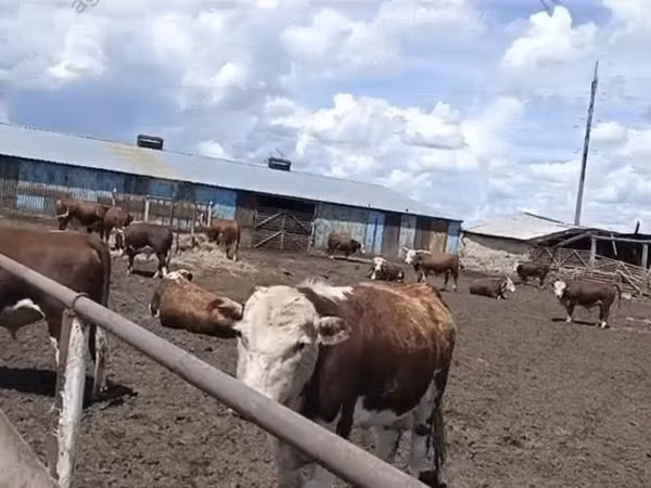 Bik, Kazahska belogolova krava — Русија