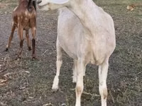Goat, Nubian Goat — photo 6