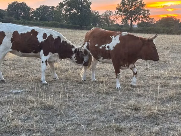 Sapi, Cast cow
