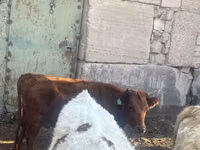 Krava, Simmental cattle — foto 4