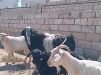 Goat, Goats — photo 2