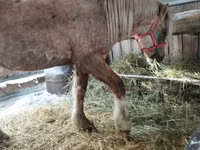 Horse (M), Horses — photo 3
