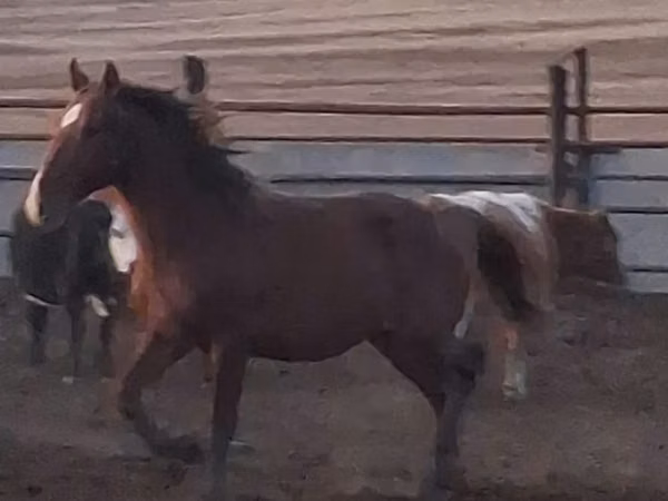 公马, Horses — 哈萨克斯坦