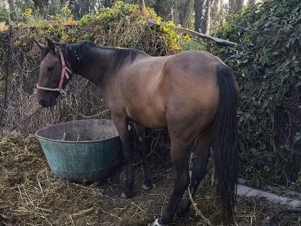 Mare, Thoroughbred horse — Kyrgyzstan