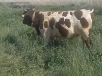 Bull, Simmental cattle — photo 2