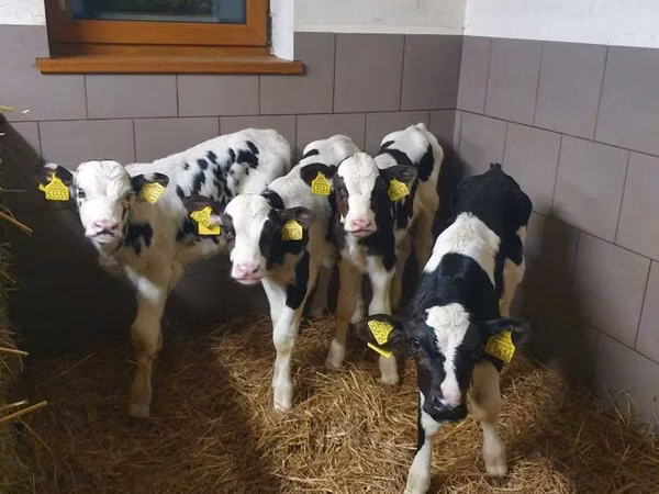 Bou, Bovine