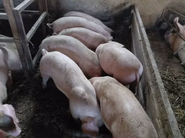 สุกร (เป็นล็อต, ไม่ระบุเพศ), หมู