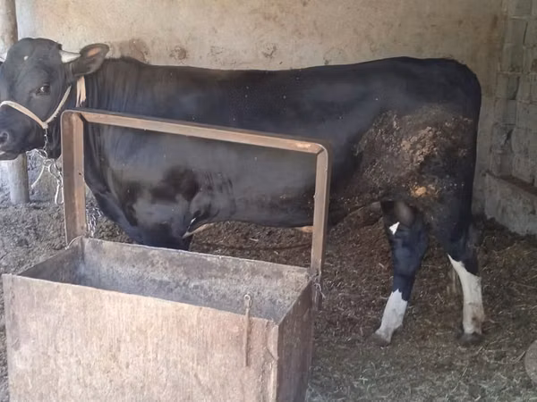 Bull, Cattle — Uzbekistan