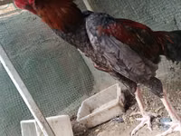 Chickens — புகைப்படம் 2