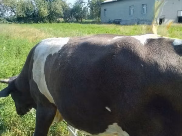 Bull, Russian Black pied cattle — Uzbekistan