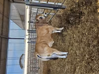 Taureau, Partenaise cattle — photo 7