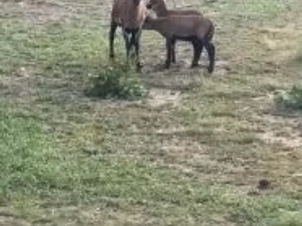암양, Cameroon sheep — 헝가리