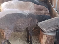 Sheep, Sheep — photo 2