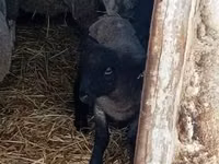 Koyun, White Suffolk sheep — foto 2