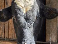 Bull, Russian Black pied cattle — photo 3