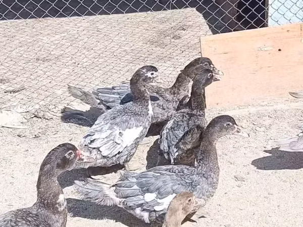骡鸭