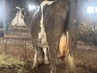 گاو ماده, Russian Black pied cattle — عکس 2