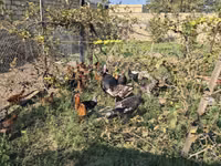 Chickens — photo 2