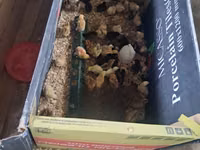 Chickens — photo 3