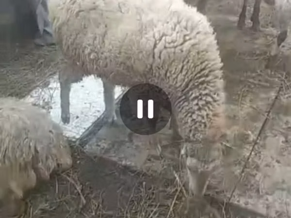 በግ, Sheep