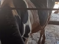 سانڈ, Russian Black pied cattle — تصویر 5