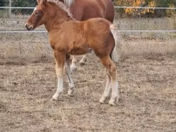 Mare, Horses
