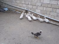 Ducks — foto 1