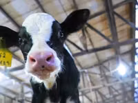 公牛, Holstein breed — 照片 2