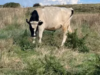 सांड, Russian Black pied cattle — फ़ोटो 2