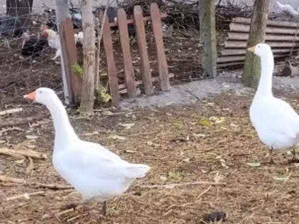 Geese