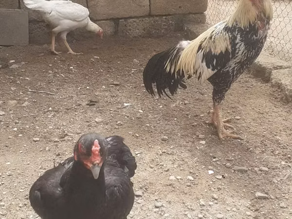 Chickens — جمهوری آذربایجان