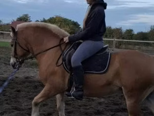 حصان, Haflinger