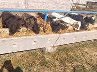 गाय, गोलस्टीन नस्ल — फ़ोटो 7