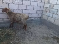 Кочкор, Койлор — сүрөт 2