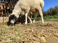 Ram, Blackheaded Persian sheep — photo 4
