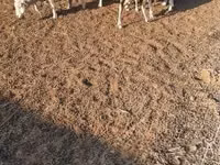 Ovelha, Merino sheep — foto 4