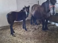Mare, Horses — photo 2
