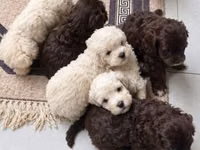 Məhsul: Toy pudel balaları • Növ: Toy Poodle (miniatür) • Mənşə — foto 4