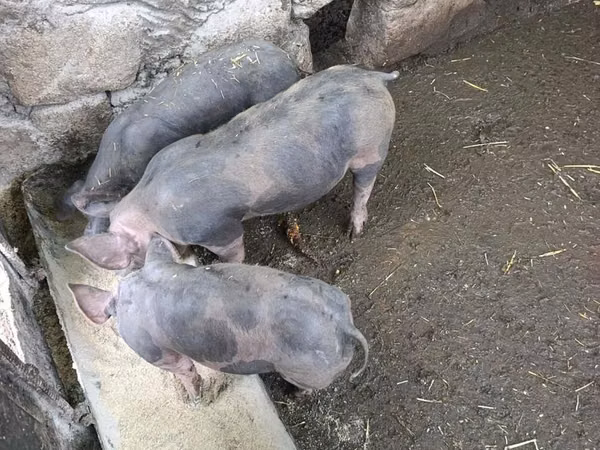 Boar,  — Moldova