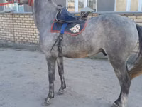 Cal, Friesian sport horse — foto 2