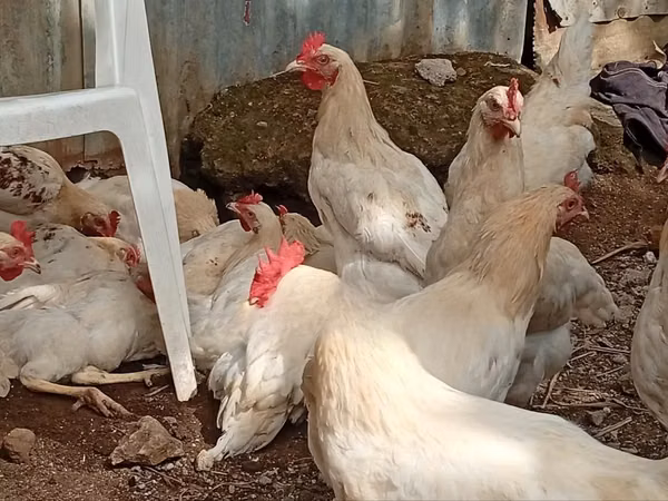 găini Shamo