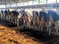Lembu betina, Holstein breed — foto 1