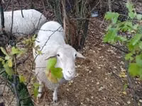 Kambing jantan, Sheep — foto 4