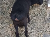 قوچ, Hissar sheep — عکس 3