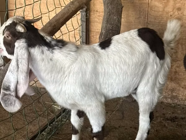 Kozioł, Nubian Goat