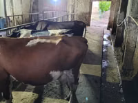 گاو نر, Russian Black pied cattle — عکس 2