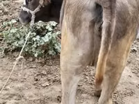 İnek, Sığır — foto 3